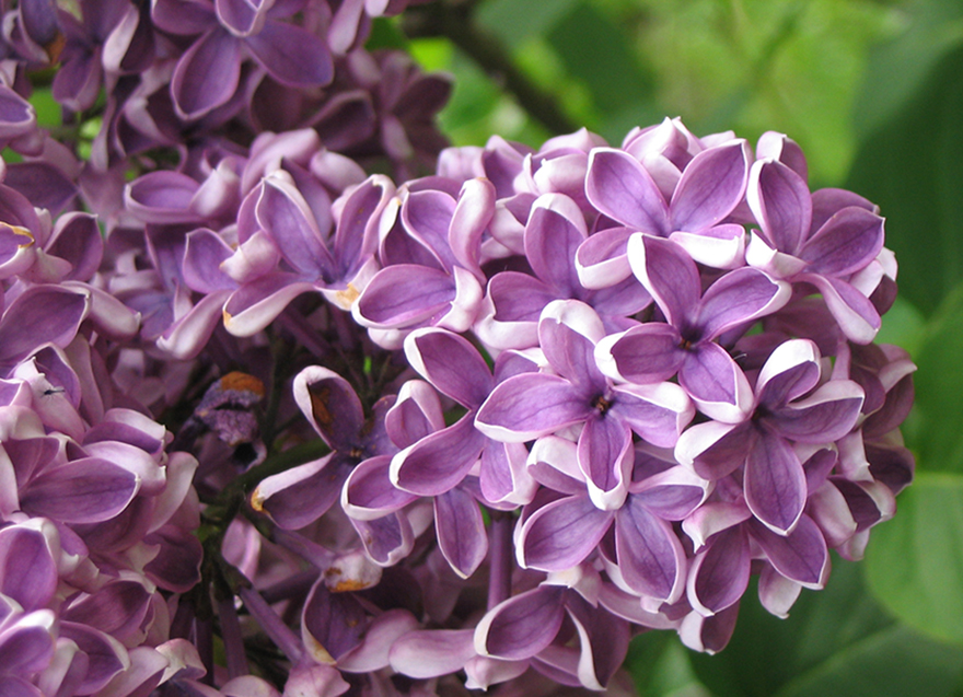 lilac flower