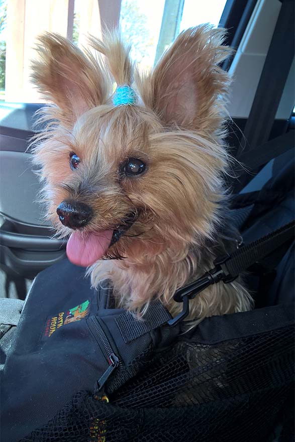 yorkie-in-car