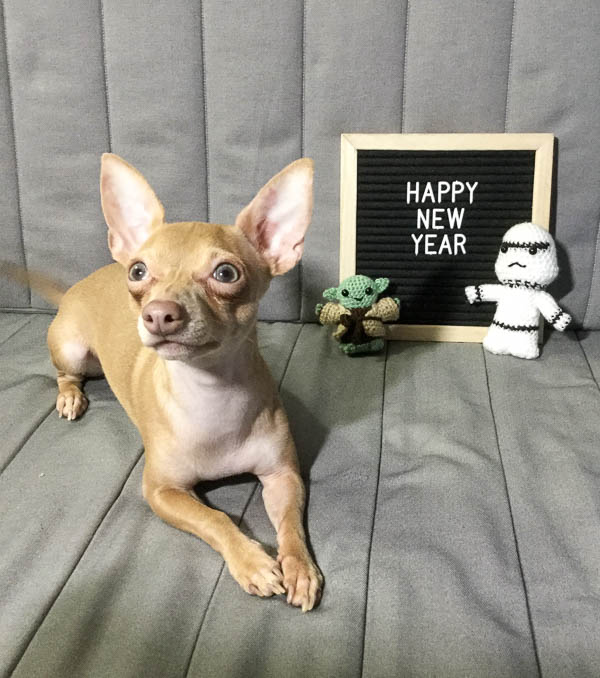 Chihuahua with Happy New Year sign