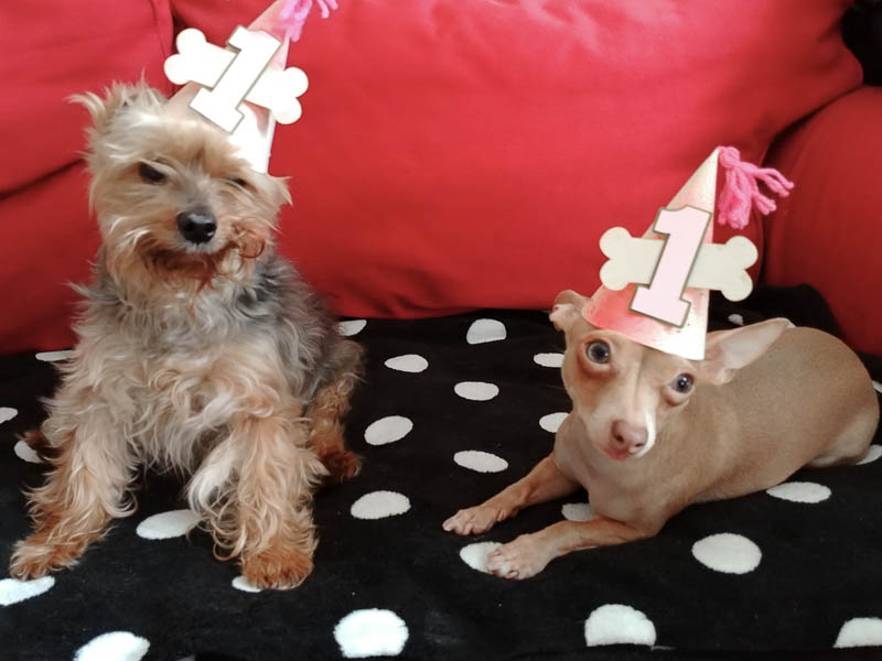 Yorkie and Chihuahua in party hats