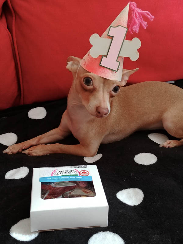 Chihuahua in a party hat