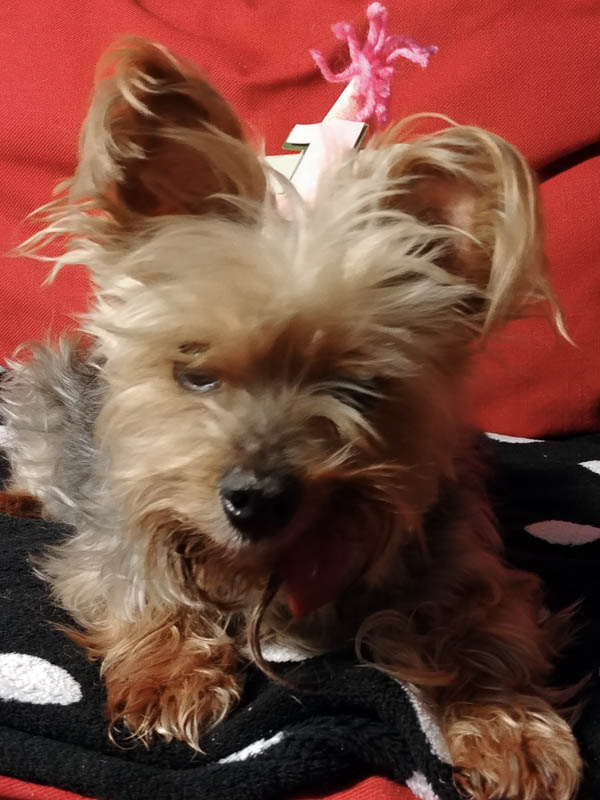 Yorkie in a party hat