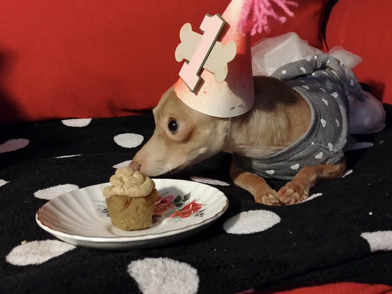 Chihuahua in a party hat with a cupcake