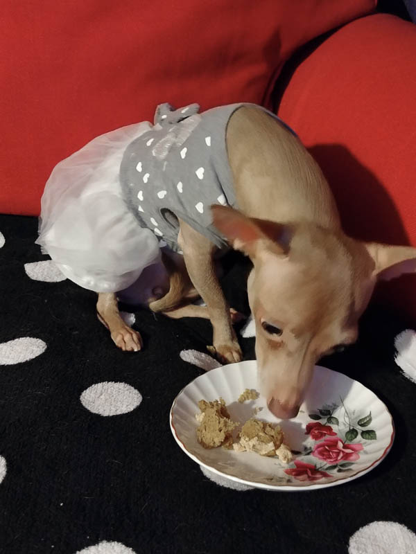 Chihuahua eating a cupcake