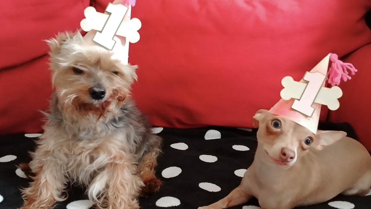 Yorkie and Chihuahua in party hats