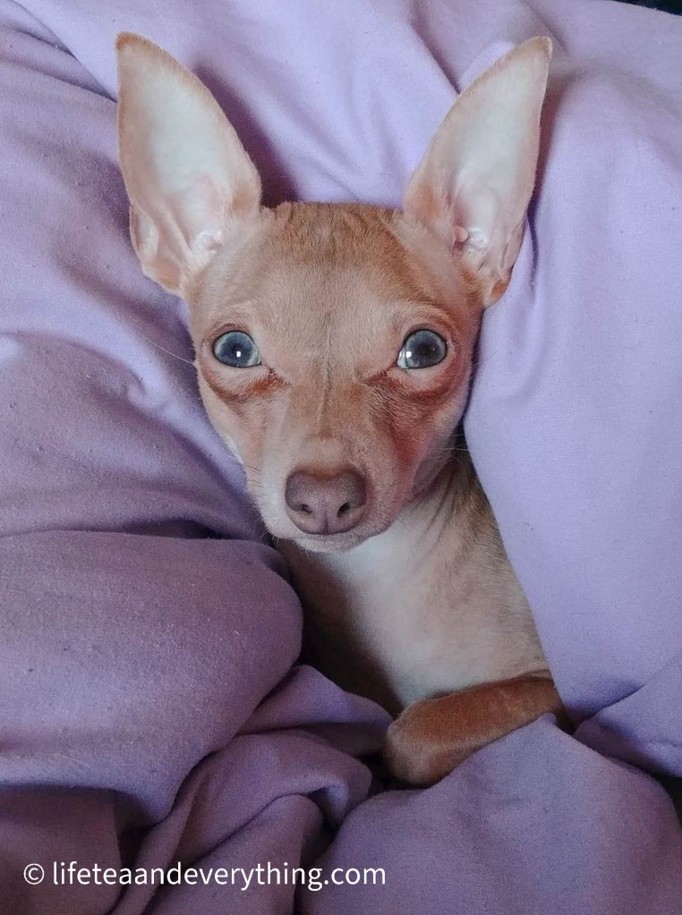 Photo of light, blue eyed chihuahua wrapped in a blanket.